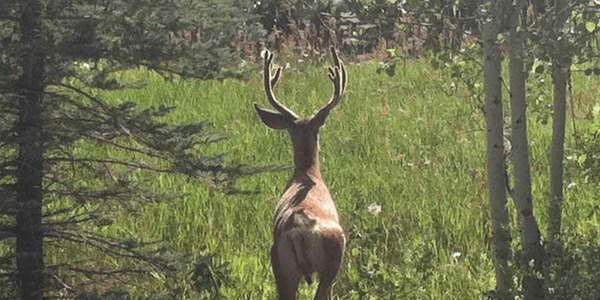 Deer, photo by Lena Nicholson