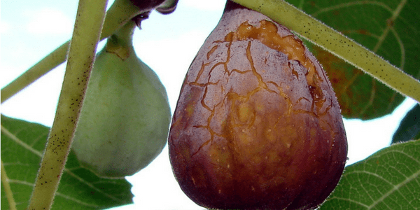 Figs on tree, photo by Martin LaBar