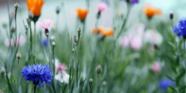 Flowers, photo by Joel Olives