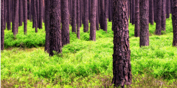 Forest, tree trunks, photo by Stiller Beobachter