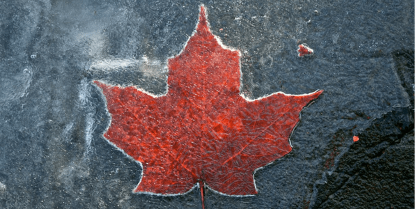 Frozen maple leaf, photo by Aaron Poach