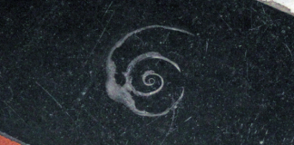 Bless your evolution: A simple fossil magick rite Gastropod fossil, photo by James St. John