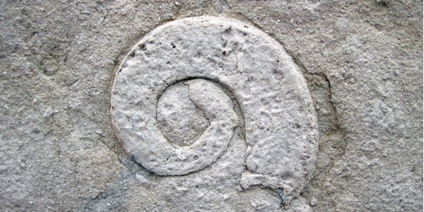 Gastropod fossil, photo by James St. John