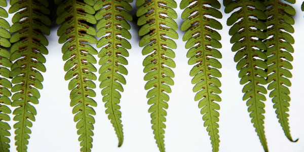Green fern, photo by Sam Cox