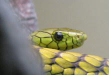 Understanding Lilith: From first human to first monster Trunk with thorns, photo by Vera Kratochvil