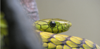 Understanding Lilith: From first human to first monster Trunk with thorns, photo by Vera Kratochvil