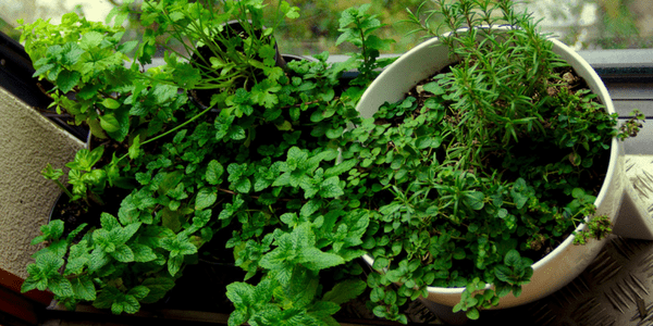 Growing herbs, photo by Jilles Gurp