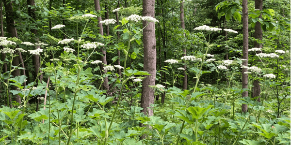 Hogweed, photo by Jim Mullhaupt