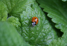 Lemon balm elixir to connect with the Earth Ladybug in forest of lemon balm, photo by dogs & music