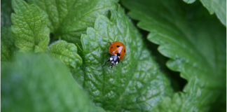 Lemon balm elixir to connect with the Earth Ladybug in forest of lemon balm, photo by dogs & music