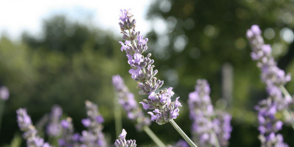 Lavender, photo by Dark Dwarf