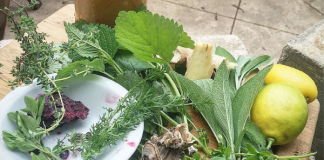 Connecting with lemon balm: Joy, abundance, and success Lemon, Lemon Balm, and Healing Herbs