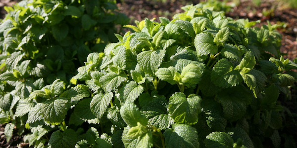 Lemon balm, photo by Ingrid S