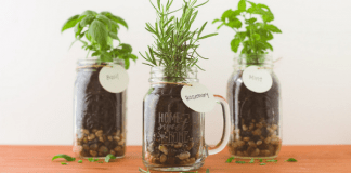 Herbalism for beginners: Where to start Mason jars with herbs, photo by Shutterfly