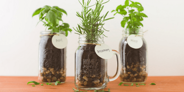 Mason jars with herbs, photo by Shutterfly