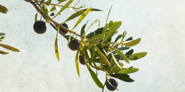 Olive branch, photo by Nick Kenrick