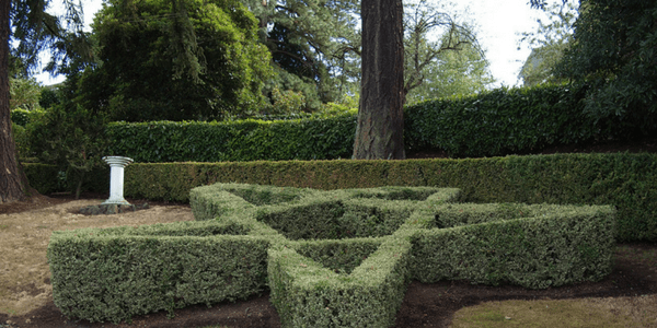 Pentagram hedge, photo by Kirill Ignatyev