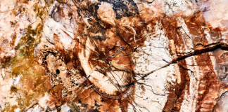 Petrified wood connects us to our deep roots Petrified wood rings, photo by Klop Pe