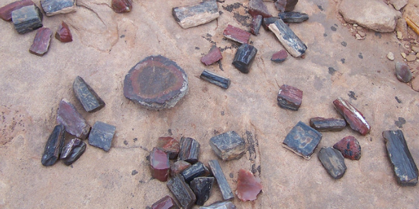 Pieces of petrified wood, photo by Bryant Olsen