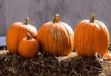 Samhain: History and celebration Pumpkins, photo by Caleb Woods