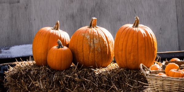 Pumpkins, photo by Caleb Woods