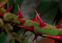 Approaching Lilith: A magick of obsession Red thorns, photo by Taylor Boyley