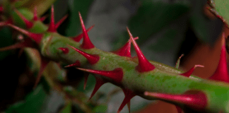 Approaching Lilith: A magick of obsession Red thorns, photo by Taylor Boyley