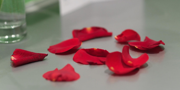 Rose petals, photo by tommpouce