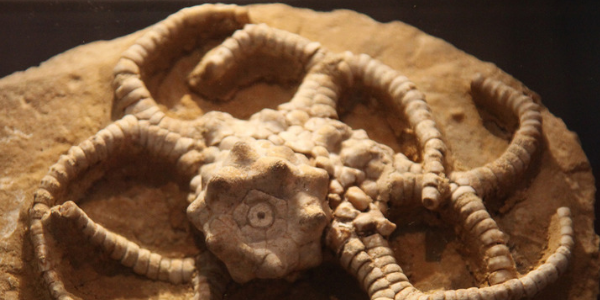 Sea lily fossil, photo by Tim Evanson