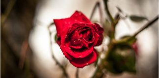 Make a love charm with rosehips this season Single red rose, photo by Mike Kniec