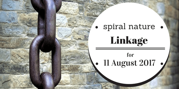 Spiral Nature Linkage Friday, 11 August 2017