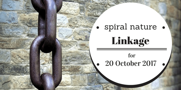 Linkage: Unicorns, faeries, and Viking Muslims Spiral Nature Linkage Friday, 20 October 2017