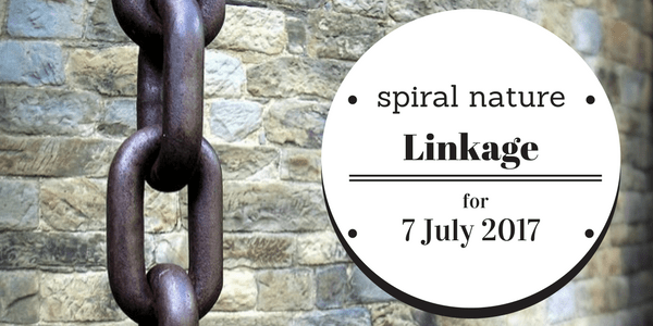 Linkage: Wonder Woman, knights, and iron Spiral Nature Linkage Friday, 7 July 2017