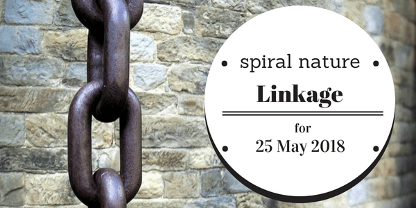 Linkage: The numinous, numbers, and nudity Spiral Nature Linkage for Friday, 25 May 2018