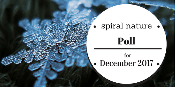 Poll: What kind of winter decorations do you put up? Spiral Nature Poll for December 2017