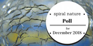 Poll: Do you like clicking on polls? Spiral Nature Poll for December 2018 (1)