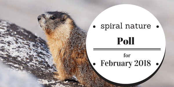 Poll: What did your magical groundhog say? | Spiral Nature Magazine