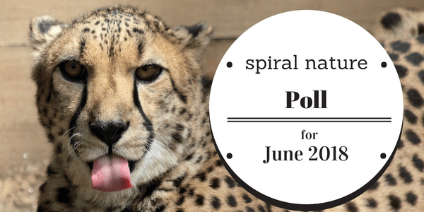Spiral Nature Poll for June 2018