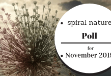 Poll: Do you believe in an afterlife? Spiral Nature Poll for November 2018