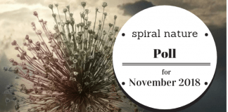 Poll: Do you believe in an afterlife? Spiral Nature Poll for November 2018