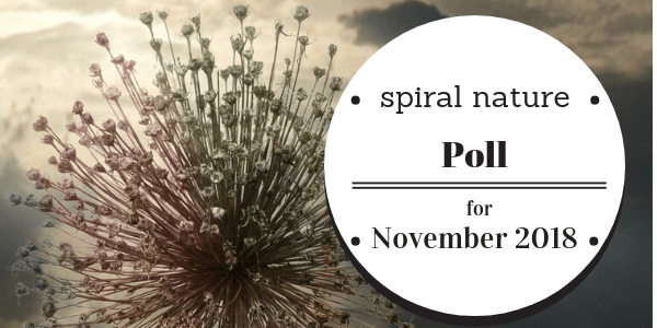 Spiral Nature Poll for November 2018