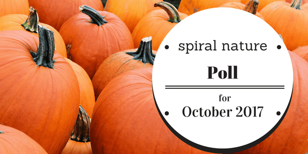 Poll: What kind of Hallowe’en decorations do you put up? Spiral Nature Poll for October 2017