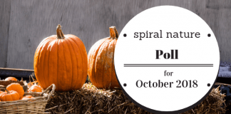 Poll: What are your favourite Hallowe’en activities? Spiral Nature Poll for October 2018