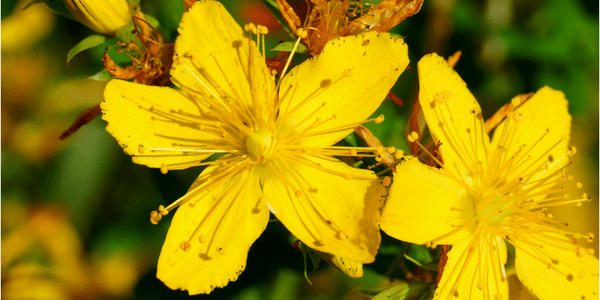 St. John's Wort, photo by Stiller Beobachter