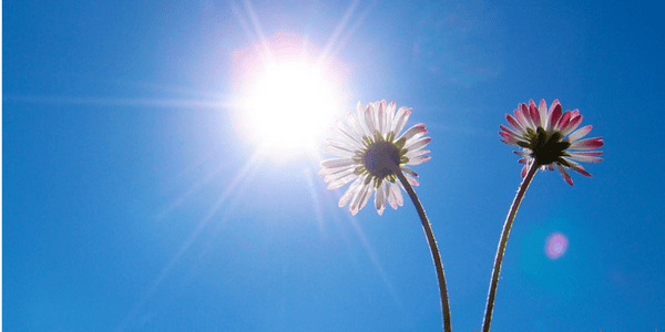 Litha: Enjoying a simple summer solstice Summer sun with daisies, photo by Mooganic