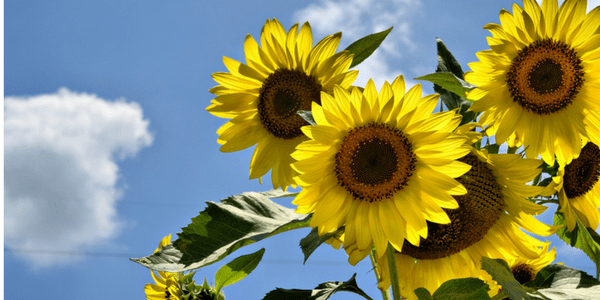 Three ways to celebrate the Summer Solstice Sunflowers, photo by Karsun Designs