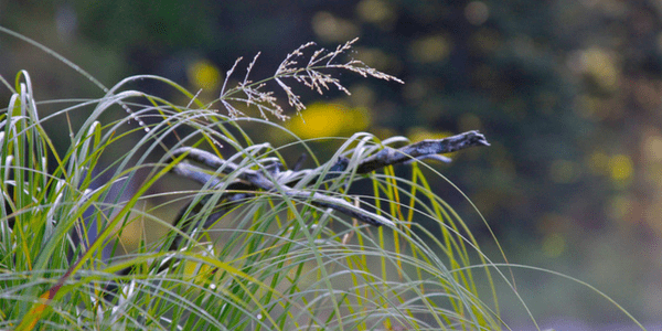 Sweetgrass, photo by Guy Mayer