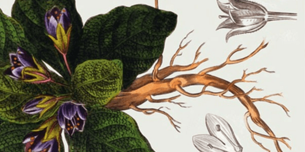 The Witching Herbs: 13 Essential Plants and Herbs for Your Magical Garden, by Harold Roth