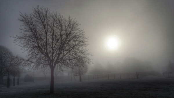 Trees in fog, photo by Broo_am (Andy B)