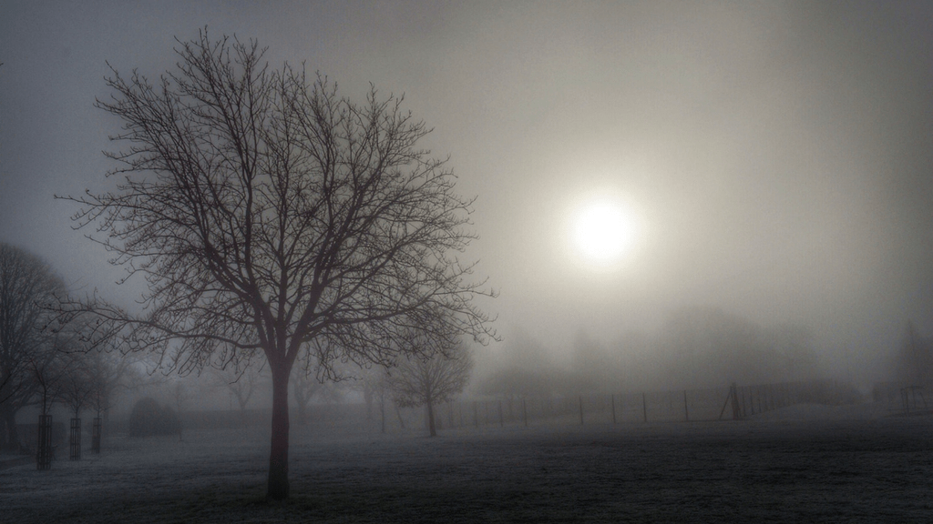 Supernatural Entertainments, by Simone Natale Trees in fog, photo by Broo_am (Andy B)